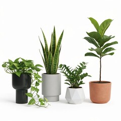 Fototapeta premium Group of popular indoor houseplants in modern decorative pots isolated on a clean white background for interior design projects
