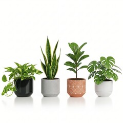 Obraz premium Collection of four potted houseplants including snake plant and monstera in modern ceramic pots perfect for home decor and interior design concepts