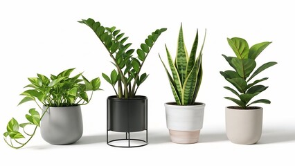 Obraz premium Collection of four potted houseplants including pothos ZZ plant snake plant and fig leaf in modern planters for home decor and interior design isolated on white