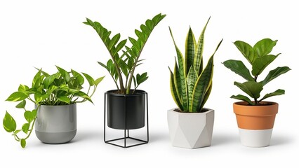 Fototapeta premium Collection of four potted houseplants including pothos ZZ plant snake plant and fig leaf in modern planters for home decor and interior design isolated on white