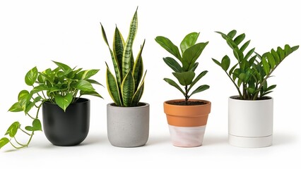 Obraz premium Collection of four diverse houseplants in modern pots perfect for home decor interior design and creating a natural green ambiance