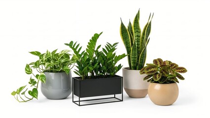 Obraz premium Collection of diverse houseplants in modern pots arranged for interior design and home decor inspiration isolated on a clean white background