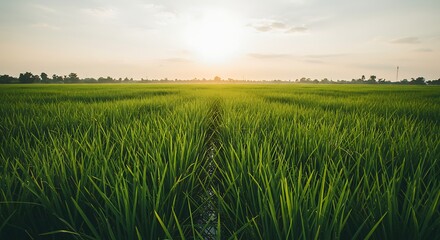 Vast, vibrant green rice paddy stretching to the horizon, illuminated by a warm, setting sun