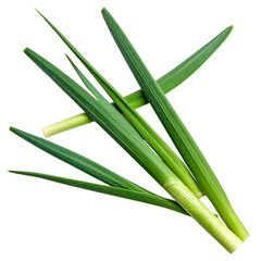 Obraz premium Fresh green onion and spring grass plant foliage with natural leaves isolated on white background, showing macro growth and garden freshness for food vegetable flora