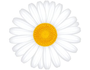 Vector illustration of a single, stylized daisy flower with white petals and yellow center