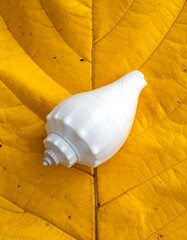 Close-up of a white conch shell resting on a vibrant yellow leaf