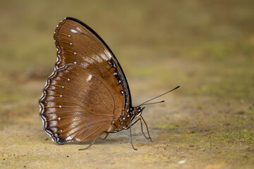 Common Eggfly - Hypolimnas bolina, beautiful colored butterfly from Asian and Australian bushes and forests, Vietnam.