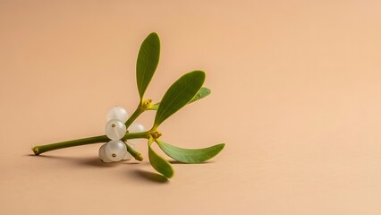 Mistletoe Still Life Holiday Plant Purity Serenity Peace Green Leaves Berries