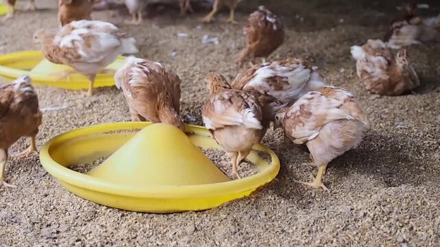 The chicken is eating food in the farm.