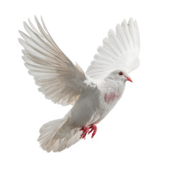 Obraz premium Soaring Grace: A dove, a beacon of peace, floats gracefully through the air, its wings outstretched in a display of pure elegance.
