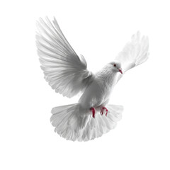 Obraz premium Dove of Peace in Flight: A pristine white dove, symbolizing peace, soars gracefully through the air, its wings spread wide in a gesture of freedom.