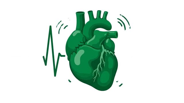 P391-Animated green heart pounding. Looped video of beating heart. Vector illustration isolated on the wh 4K 10s