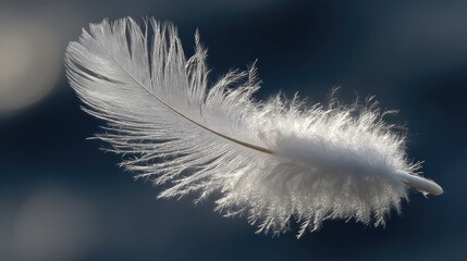 Obraz premium Delicate white downy plume floats gently against a dark, soft background