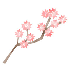 Watercolor illustration of a cherry blossom branch in full bloom - Cherry blossom viewing design material