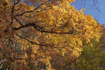 岩手県_葛巻町江刈_外川川沿い