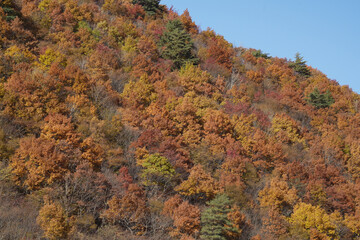 岩手県_葛巻町江刈_外川川沿い