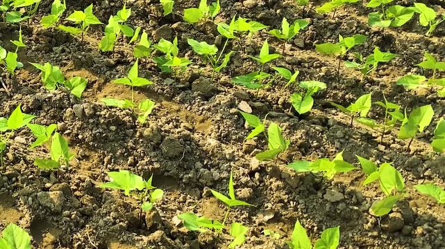 Young hyacinth bean seedlings emerge across dry soil rows in warm sunlight, showing fresh growth and early crop development in a traditional Bangladeshi farming field.