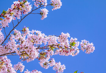 ソメイヨシノ桜5ー25