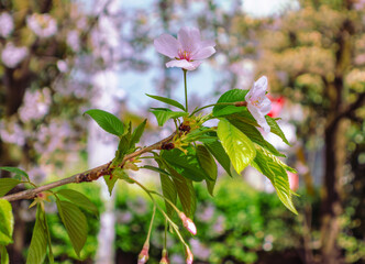 ソメイヨシノ桜5ー28