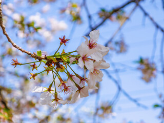 ソメイヨシノ桜5ー26