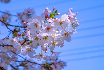 ソメイヨシノ桜5ー20