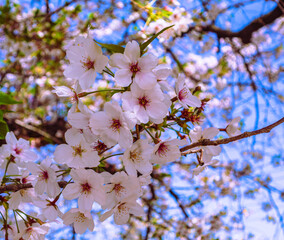 ソメイヨシノ桜5ー9