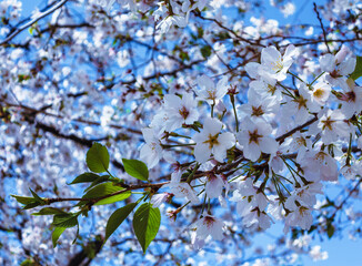 ソメイヨシノ桜5ー5