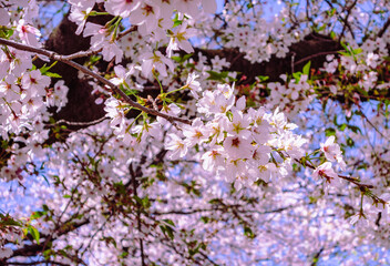 ソメイヨシノ桜5ー3