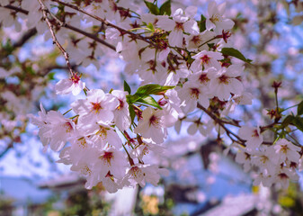 ソメイヨシノ桜5ー2