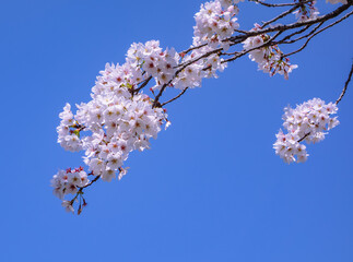 ソメイヨシノ桜5ー11