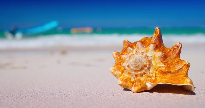 Sea shell rapana on exotic beach shore and Caribbean sea summer tropical vacation Dominican republic