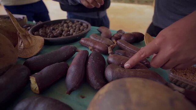 Slow-motion of native seed collection in the Brazilian Cerrado, identifying the robust Jatob&aacute; pods and assorted indigenous seeds that form the biological foundation for restoration in Goi&aacute;s highlands