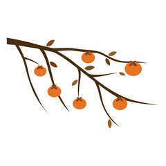 N-Y-18.  an illustration of an isolated ripe persimmon tree on a white background