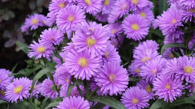Purple asters in the garden.