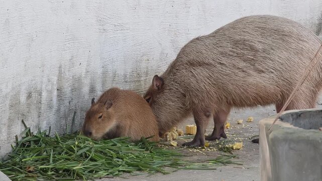 A family of capybaras at the zoo.
