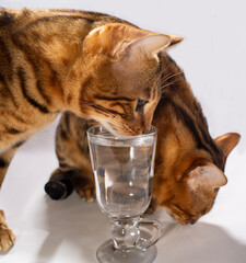 Drinking water is essential for cats.