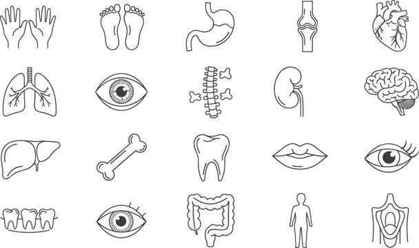 Minimal line human anatomy and body organ icon set featuring medical health hands bones organs illustration design symbols education healthcare