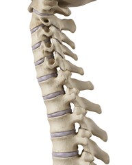 Human Cervical Spine Anatomical Model - Detailed Side View Showing Vertebrae and Intervertebral Discs on White Background
