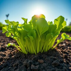 Rapidly growing vegetables bursting from soil, vibrant green leaves reach for sun,  sprout,  speedy