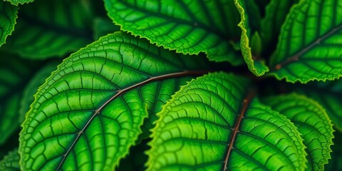 Vibrant green leaves, close-up showing intricate detail,  vein,  garden