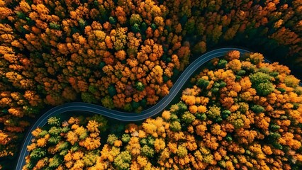 Aerial view of a winding road through a vibrant autumn forest. Breathtaking fall foliage in brilliant yellows, oranges, and greens showcases nature's seasonal beauty and picturesque journey