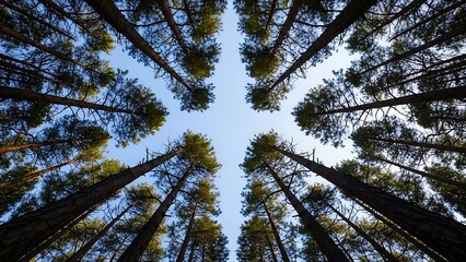 Looking Up at Tall Pine Trees in a Forest with Blue Sky.