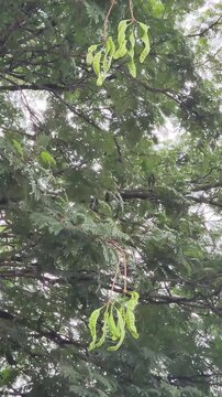 Vibrant pete tree branches with green leaves, perfect for nature videos. Close-up of fresh green leaves on pete tree, ideal for outdoor content. Pete tree with lush green leaves swaying, perfect for e