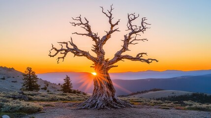 A solitary dead tree with bare skeletal branches stands silhouetted against a vibrant orange sunset sky with sunbeams radiating through its limbs over a mountainous landscape