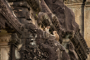 Angkor Wat Archeological Park in Siem Reap, Cambodia