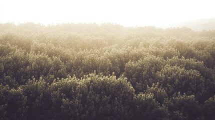 Dense thickets of green leafy bushes stretching across a serene hazy natural landscape at dawn or dusk