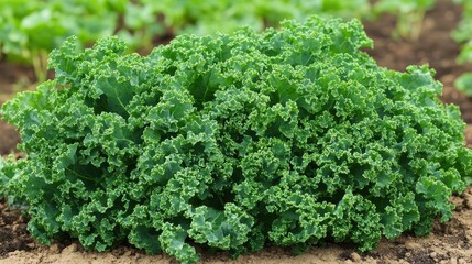 Close up of vibrant green organic kale leaves