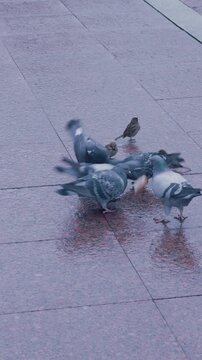 Pigeons and sparrows eating bread on a wet city sidewalk