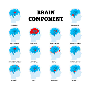 Different types of brain component types set collection. Labeled thalamus, cerebellum, pineal gland, cerebrum, hippocampus, amygdala, skull, hypothalamus, meninges, pons, midbrain, medulla, corpus.