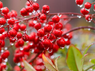 雨に濡れた南天のクローズアップ